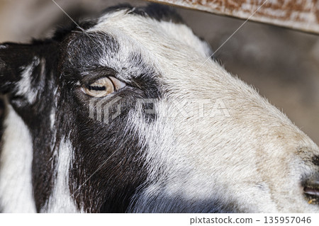 山羊臉部特寫，眼睛和毛髮特寫，側面肖像 135957046