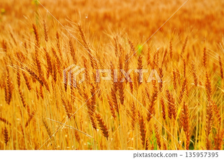 麥田 135957395