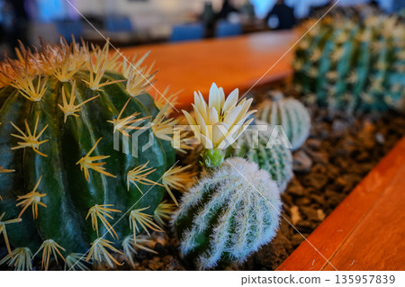 Cactus and Succulents with Volcanic Rock and Bloom Cactus and Succulents with Volcanic Rock and Bloom 135957839