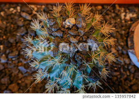 Cactus and Succulents with Volcanic Rock and Bloom Cactus and Succulents with Volcanic Rock and Bloom 135957842