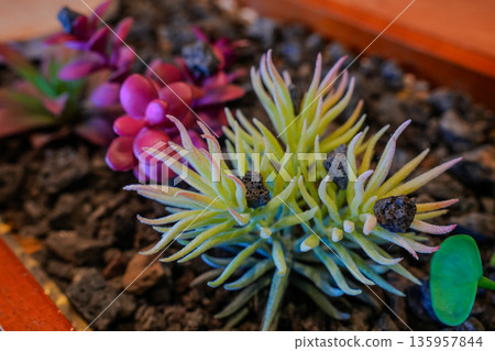 Cactus and Succulents with Volcanic Rock and Bloom 135957844