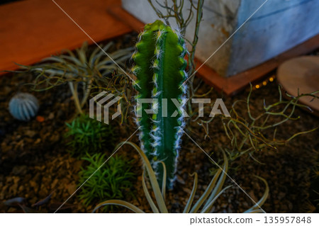 Cactus and Succulents with Volcanic Rock and Bloom Cactus and Succulents with Volcanic Rock and Bloom 135957848