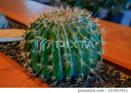 Cactus and Succulents with Volcanic Rock and Bloom Cactus and Succulents with Volcanic Rock and Bloom 135957851