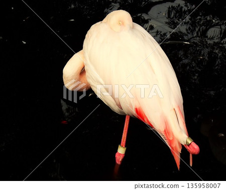 Flamingo 1 Flamingo 1 135958007