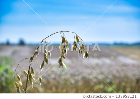 Close-up of oat plant stalk with grains against a blurred field and blue sky Close-up of oat plant stalk with grains against a blurred field and blue sky 135958121