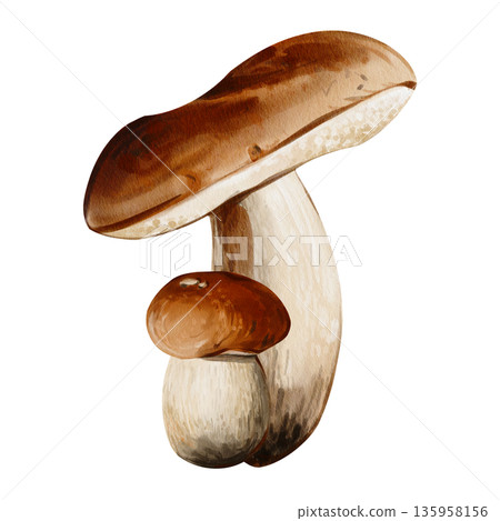 Forest mushrooms. Aspen and porcini mushrooms. Autumn harvest. Plants in the forest. Watercolor illustration. Edible mushrooms. Hand drawn. High quality illustration 135958156