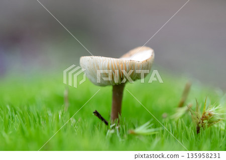 mushrooms mushrooms 135958231