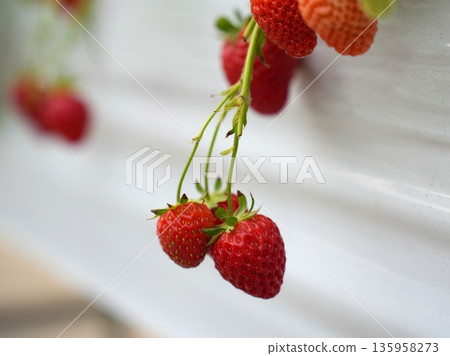 Red Strawberries Growing in Modern Hydroponic Greenhouse Farm System 135958273