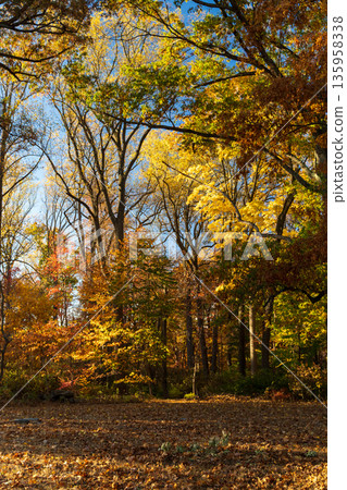 A forest with trees in autumn colors 135958338