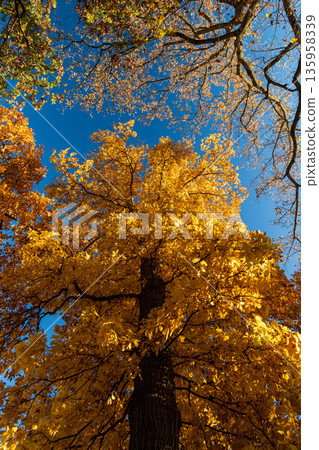 A tree with yellow leaves is in the foreground of a blue sky 135958339