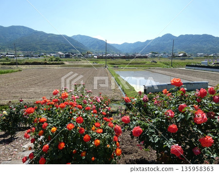 Sakaki Chikuma River Rose Park in Sakaki Town, Nagano Prefecture, is a beautiful rose park located on the banks of the Chikuma River, surrounded by mountains. 135958363