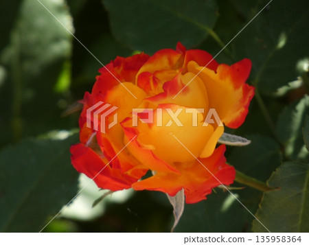 位於長野縣榊町的榊千曲川玫瑰公園,是一座坐落在千曲川岸邊,群山環繞的美麗玫瑰公園。 位於長野縣榊町的榊千曲川玫瑰公園,是一座坐落在千曲川岸邊,群山環繞的美麗玫瑰公園。 135958364