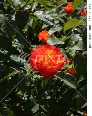 位於長野縣榊町的榊千曲川玫瑰公園，是一座坐落在千曲川岸邊，群山環繞的美麗玫瑰公園。 135958365