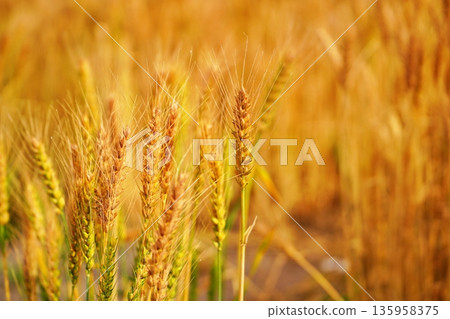 Wheat field Wheat field 135958375