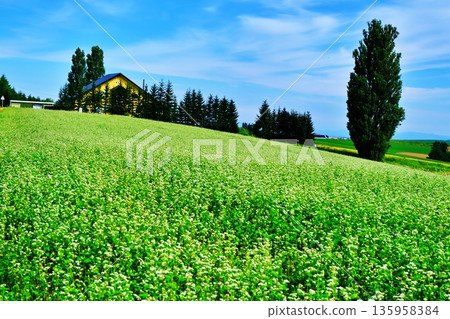 Hokkaido Biei Town Ken and Mary's tree 135958384