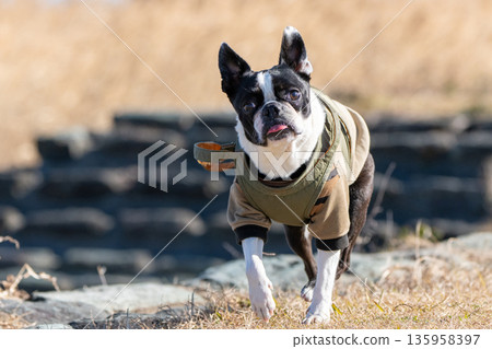 Boston Terrier Boston Terrier 135958397