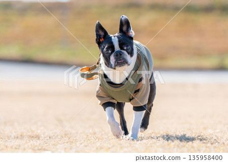 Boston Terrier Boston Terrier 135958400