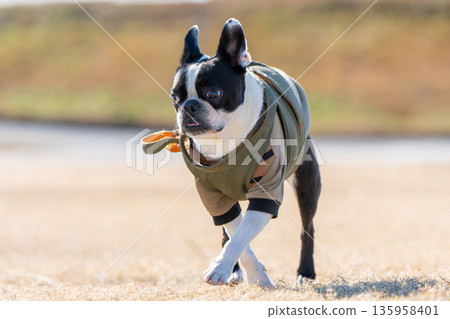 Boston Terrier Boston Terrier 135958401