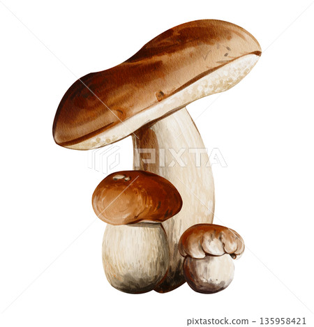 Edible mushrooms. Forest harvest. Aspen mushrooms and porcini mushrooms of various sizes. Finished composition. Watercolor illustration. Hand-drawn. High quality illustration 135958421