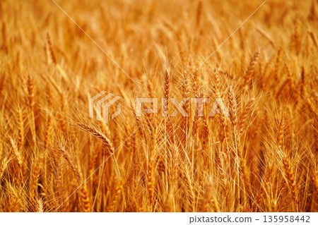Wheat field Wheat field 135958442