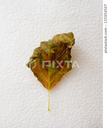 Forsythia dry leafs isolated. Forsythia dry leafs isolated. 135958507