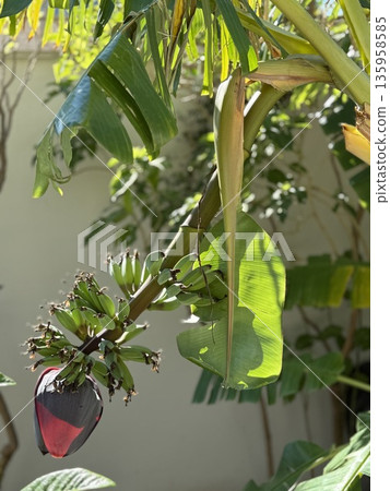 Banana plant with hanging flower in tropical garden showcasing lush green leaves Banana plant with hanging flower in tropical garden showcasing lush green leaves 135958585