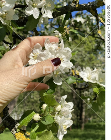 A womans hand touching blossoming apple tree branch with white flowers in spring garden A womans hand touching blossoming apple tree branch with white flowers in spring garden 135958600