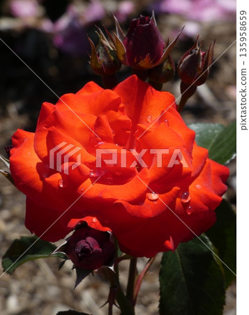 位於長野縣榊町的榊千曲川玫瑰公園，是一座坐落在千曲川岸邊，群山環繞的美麗玫瑰公園。 135958659