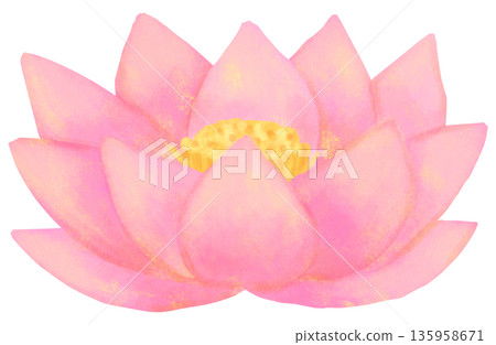Lotus flower illustration 135958671