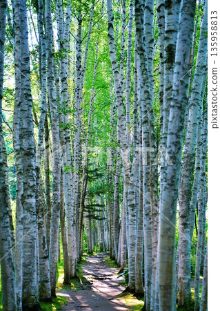 White Birch Corridor, Biei, Hokkaido 135958813
