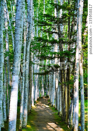 White Birch Corridor, Biei, Hokkaido White Birch Corridor, Biei, Hokkaido 135958817