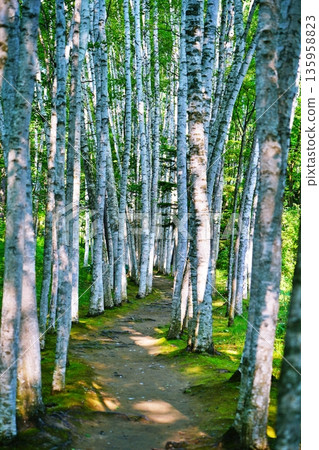 White Birch Corridor, Biei, Hokkaido White Birch Corridor, Biei, Hokkaido 135958823