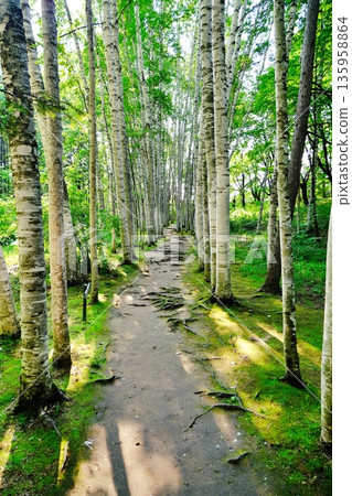 北海道美瑛白樺走廊 北海道美瑛白樺走廊 135958864