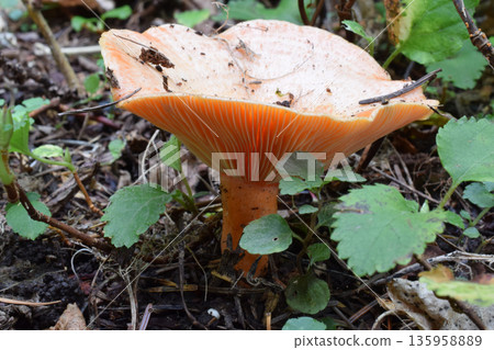 Akamomitake 135958889