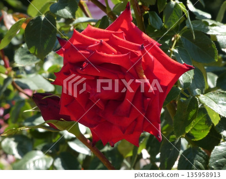 Sakaki Chikuma River Rose Park in Sakaki Town, Nagano Prefecture, is a beautiful rose park located on the banks of the Chikuma River, surrounded by mountains. 135958913