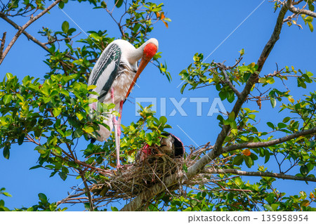 The Painted Stork bird (Mycteria leucocephala) on tree in nature 135958954