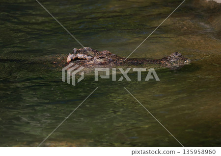 The crocodile is show head in the river The crocodile is show head in the river 135958960
