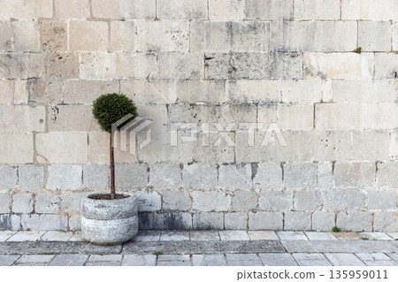 A lone, round-topiary tree sits in a circular stone planter, set against a stone wall 135959011