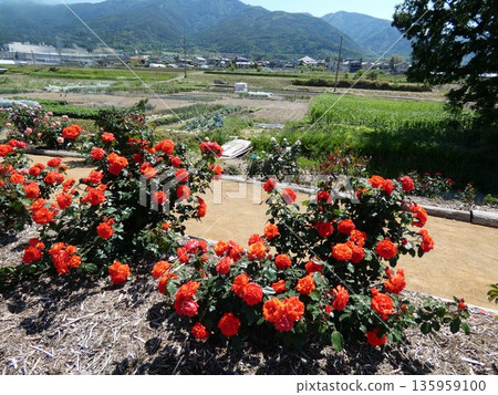 Sakaki Chikuma River Rose Park in Sakaki Town, Nagano Prefecture, is a beautiful rose park located on the banks of the Chikuma River, surrounded by mountains. 135959100