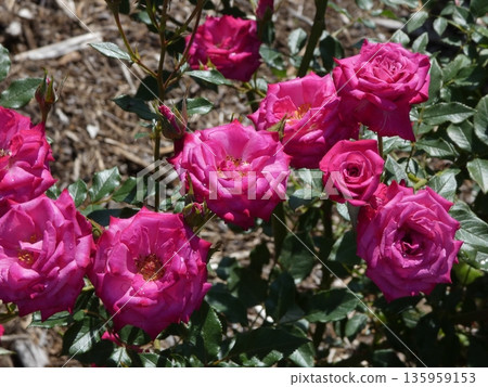 Sakaki Chikuma River Rose Park in Sakaki Town, Nagano Prefecture, is a beautiful rose park located on the banks of the Chikuma River, surrounded by mountains. 135959153