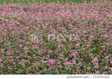 Red buckwheat flowers on the field. Blooming buckwheat. Buckwheat field on a summer sunny day. Red buckwheat flowers on the field. Blooming buckwheat. Buckwheat field on a summer sunny day. 135959162
