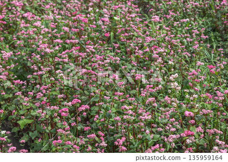 Red buckwheat flowers on the field. Blooming buckwheat. Buckwheat field on a summer sunny day.  135959164