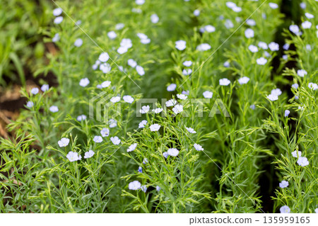 Flax blooms. Green flax field in summer Sunny day. Agriculture, the cultivation of flax.  135959165
