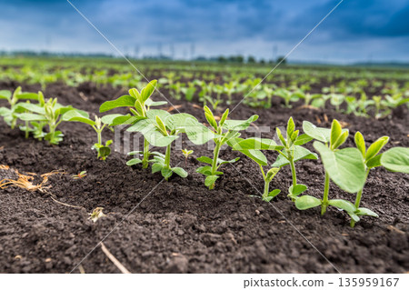 Fresh green soy plants on the field in spring. Rows of young soybean plants  135959167