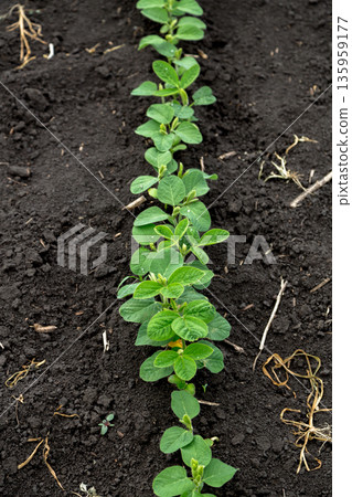 Fresh green soy plants on the field in spring. Rows of young soybean plants  135959177