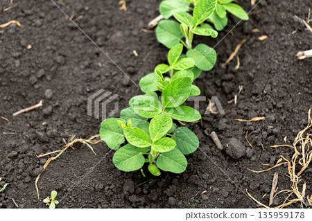 Fresh green soy plants on the field in spring. Rows of young soybean plants  135959178