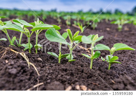 Fresh green soy plants on the field in spring. Rows of young soybean plants  135959180