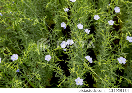 Flax blooms. Green flax field in summer Sunny day. Agriculture, the cultivation of flax. Flax blooms. Green flax field in summer Sunny day. Agriculture, the cultivation of flax. 135959184