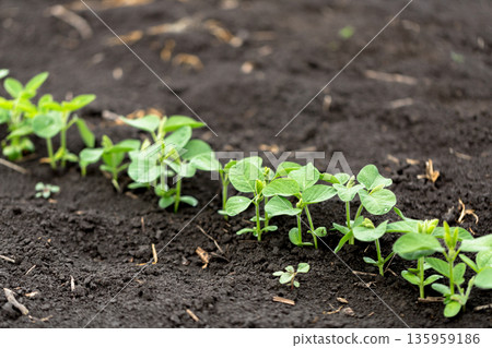 Fresh green soy plants on the field in spring. Rows of young soybean plants Fresh green soy plants on the field in spring. Rows of young soybean plants 135959186