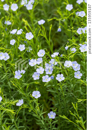 Flax blooms. Green flax field in summer Sunny day. Agriculture, the cultivation of flax. Flax blooms. Green flax field in summer Sunny day. Agriculture, the cultivation of flax. 135959187